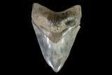 Serrated, Fossil Megalodon Tooth - Georgia #95488-1